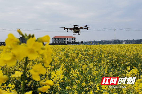 农技员助力  飞防手增援——安仁县春耕生产忙