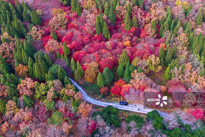 当地时间2017年11月14日，韩国丽水市，俯拍烽火山的彩色枫叶。
森林是一种重要的自然资源，与人类的关系极为密切。3月12日植树节是惊蛰之后、春分之前，这时候植树是最适宜的。植树节到来之际，让我们一起徜徉世界各地的五彩森林吧。