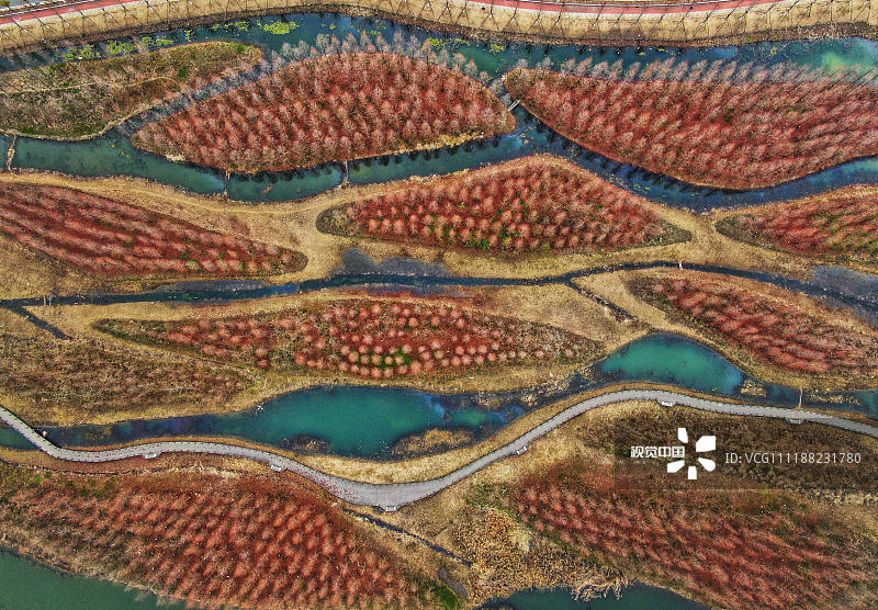 2019年1月25日，航拍江苏淮安白马湖森林公园冬日里的景色。图为色彩斑斓的水杉林。