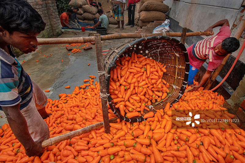 2020年3月11日讯（具体拍摄时间不详），孟加拉国锡拉杰甘杰，农民收割胡萝卜，似乎在一片橘黄色的海洋里劳作。他们整理数千根胡萝卜后会拿到市场上出售，在分类和包装胡萝卜之前会进行清洗。摄影师Abdul Momin说，成批出售的价格为每公斤1英镑（约8.97元）。