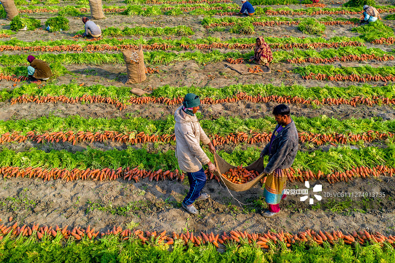 2020年3月11日讯（具体拍摄时间不详），孟加拉国锡拉杰甘杰，农民收割胡萝卜，似乎在一片橘黄色的海洋里劳作。他们整理数千根胡萝卜后会拿到市场上出售，在分类和包装胡萝卜之前会进行清洗。摄影师Abdul Momin说，成批出售的价格为每公斤1英镑（约8.97元）。