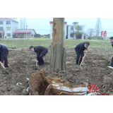 张阳、陈德等县领导参加安乡义务植树活动