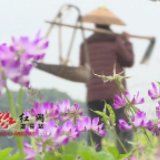 视频丨道县：21万亩紫云英满田“野” 增肥又美观