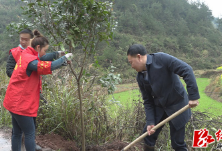 麻阳：县领导参加义务植树活动 共建生态宜居苗乡