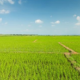 多管齐下抢农时——中央企业线上线下发力保障春耕生产