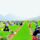 万山红遍千畴绿——贵州省坝区春耕备耕“开门红”