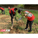 疫情防控不松劲、植树助贫正当时—农发行常德汉寿县支行开展义务植树活动