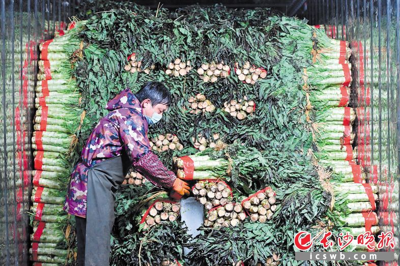 　19∶40 长沙黄兴海吉星国际农产品物流园内，工作人员忙着装卸蔬菜。