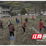 邵阳绥宁东山乡致力把贫困户嵌入产业链