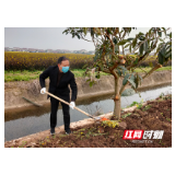 3月12日植树节 西湖干群添绿忙