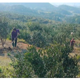 盐井村：防疫不松农时不误 复工复产加速度