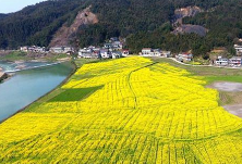 在希望的田野上丨网友用无人机赏春：益阳马迹塘镇油菜基地花开正盛