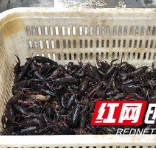 南县茅草街镇:小龙虾大扶贫 “稻虾共养”促增收