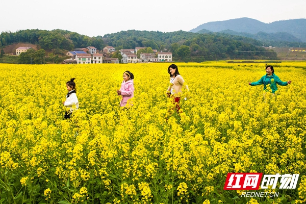 疫情当前，虽然暂停了现场赏花的节庆活动，但平坦田野上的种植的油菜花，在阳光下闪动着金色的光辉，花香扑鼻。足不出户，网上一览，尽收眼底，菜花朵朵开，似有故人来。疫情纵有散，到那时，您或许能品上芳香四溢的土菜油。