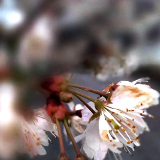 【组图】张家界市武陵源：春意冒枝头 柳树发新芽