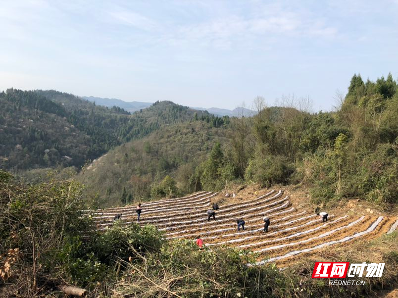 永定区莓茶乡里的植树节_乡镇_张家界站