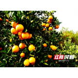 湖南省邵阳市：新宁“巧”用新媒体平台 崀山脐橙产销两旺