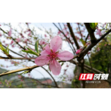 组图丨泸溪：百花竞开春意浓