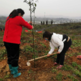 冷水滩梅湾小学：开展义务植树 共建绿色家园