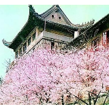 武大“云赏樱”，也是一种别样的美