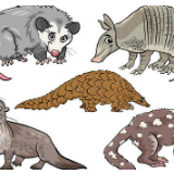 对待野生动物最好“敬而远之”