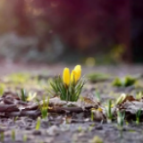 防疫科普丨居家“闭关”心烦气躁？试试园艺疗法