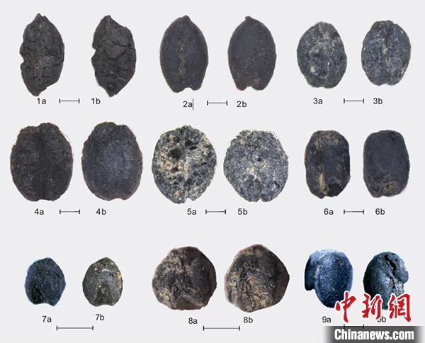 通天洞遗址出土炭化作物。周新郢供图