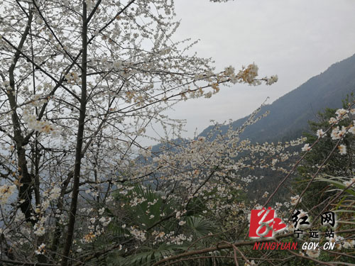 宁远：山花烂漫春意浓1000 拷贝.jpg