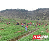 怀化市第一人民医院为春天添绿