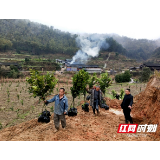 绥宁麻塘乡：种植冰糖柚 山田变金银