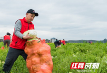 曾宪国：千般请战难与共 谨献蔬橙表寸心