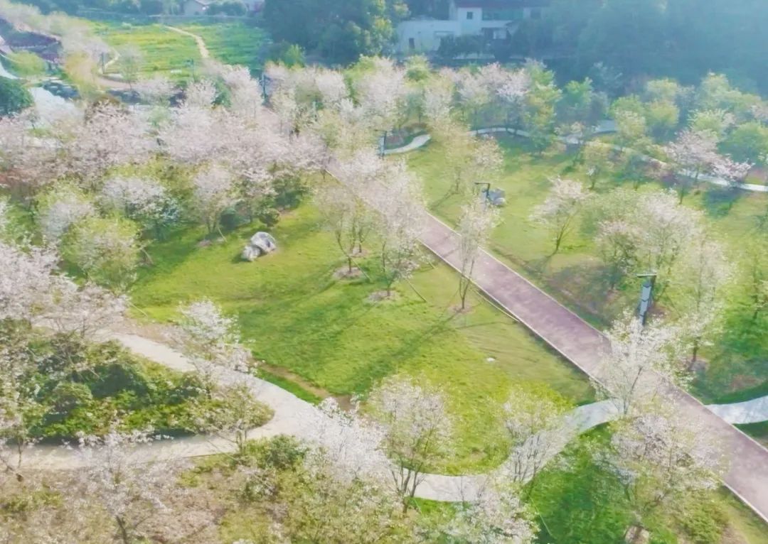 主播带你游望城玉湖公园梅花绽放美成画