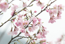 视频丨永州阳明山已开启“花花世界”模式