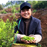 组图丨湘潭：“青山云雾”识茶香 