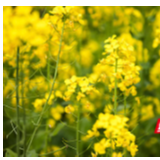 胜利在望 | 花海正绚烂 “望”您来踏春！