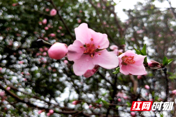 油菜6.png
