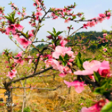 道县：又到桃花盛开季（图）