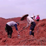 道县：发展柑橘产业 助力集体经济增收村民脱贫致富