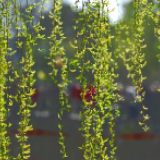 春天来了！长沙下周最高气温将升至23℃ 还有一点要注意……