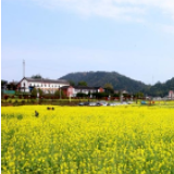 阳春三月 美丽暮云油菜花海等待你的到来