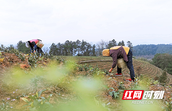 郴州仰天湖瑶族乡组织农技人员指导春耕 保障农民“菜篮子”