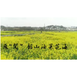 VLOG丨春光大赏 一起飞“阅”韶山万亩油菜花海