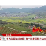 茶陵县： 各大茶园陆续开园 第一批春茶即将上市