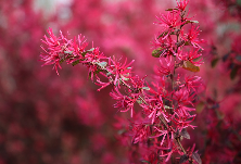 花为媒丨继木花开时 红霞铺满地