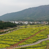 永州新田：油菜花开化良田 三味辣椒香又甜