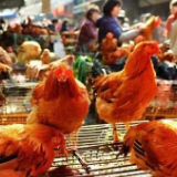 道县：安全有序开放活禽交易市场 助力复工复产