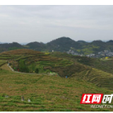 泸溪：白茶首采 摘下致富“黄金芽”