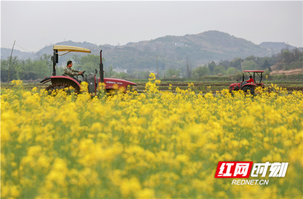 3月16日，永州火红农机专业合作社员工驾驶农机在珠山镇寨子脚村为贫困户耕田。（潘爱民）