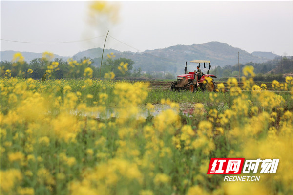 截至3月16日，该合作社免费为贫困户机耕稻田300多亩、育秧100多亩、装回农肥10多吨。（潘爱民）