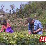 慈利县三合镇：茶企复工助力脱贫攻坚